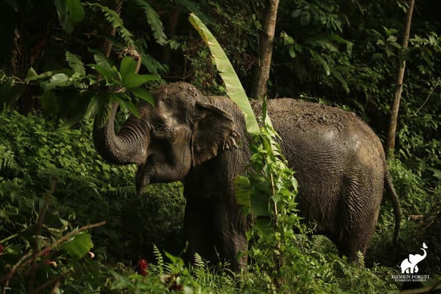 Hidden Forest Elephant Reserve in Phuket | Thailand - Photo 1 of 9