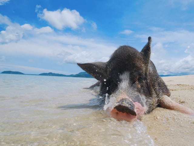 island-hopping-around-samui-koh-tan-koh-mudsum-pig-island-thailand_1