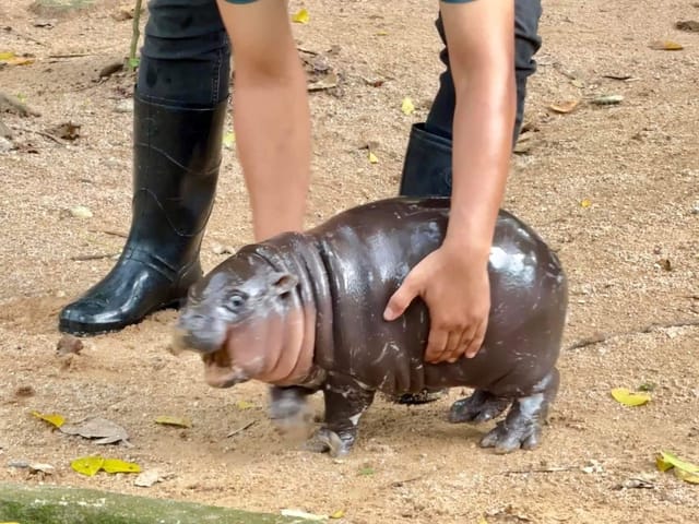 Pattaya Khao Kheow Open Zoo Tickets - Photo 1 of 11