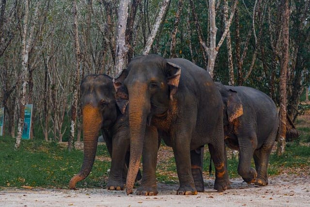 Khao Lak Elephant Sanctuary Tour with Waterfall and Lunch - Photo 1 of 7