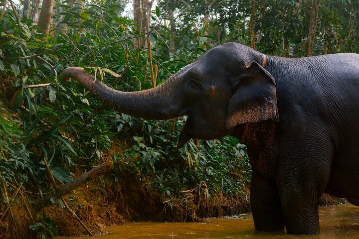 Elephant Sanctuary Half-Day Tour with Lunch