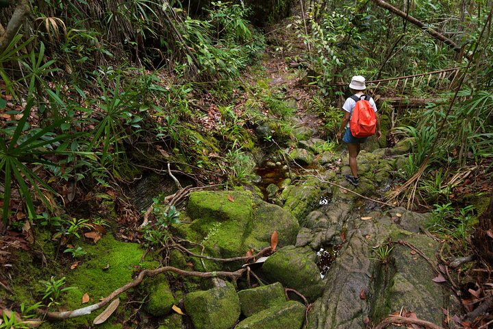 the rainforest in Khao Sok is so attractive