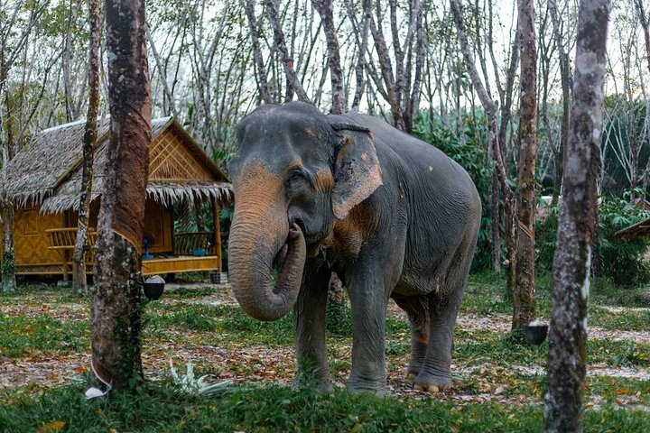 Khaolak Ethical Elephant Sanctuary Overnight Program - Photo 1 of 21