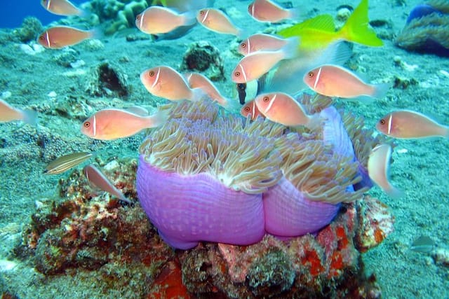 Koh Tao VIP Snorkelling Tour  - Photo 1 of 9