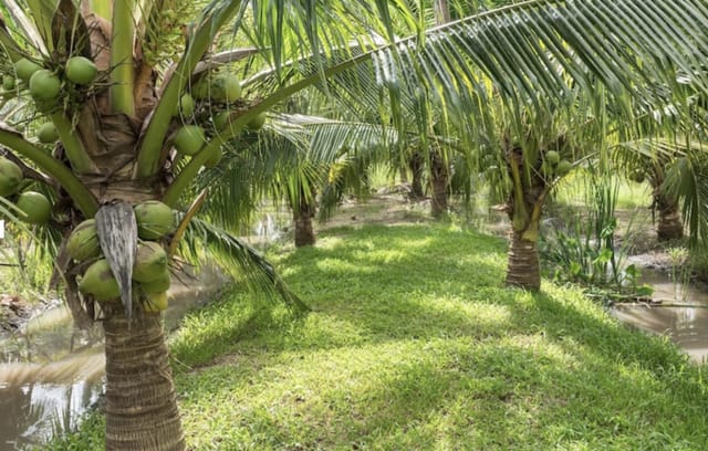 Koh Yao Yai Thai Cooking Class With The Native Touch Experience | Thailand - Photo 1 of 5