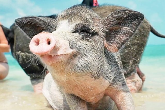 kohsamui.tours - Pig Island Snorkeling Eco Tour by Speed Boat - Photo 1 of 24