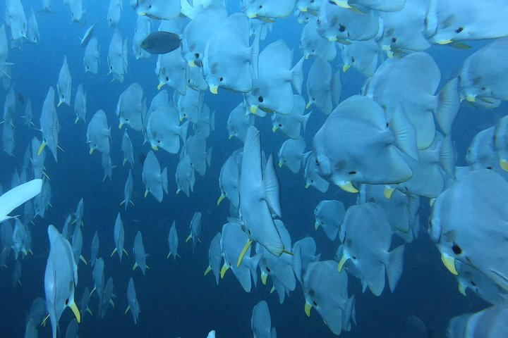 PADI Scuba Diver Course in Koh Phangan - Photo 1 of 2