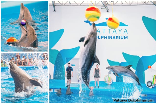 pattaya-dolphinarium_1