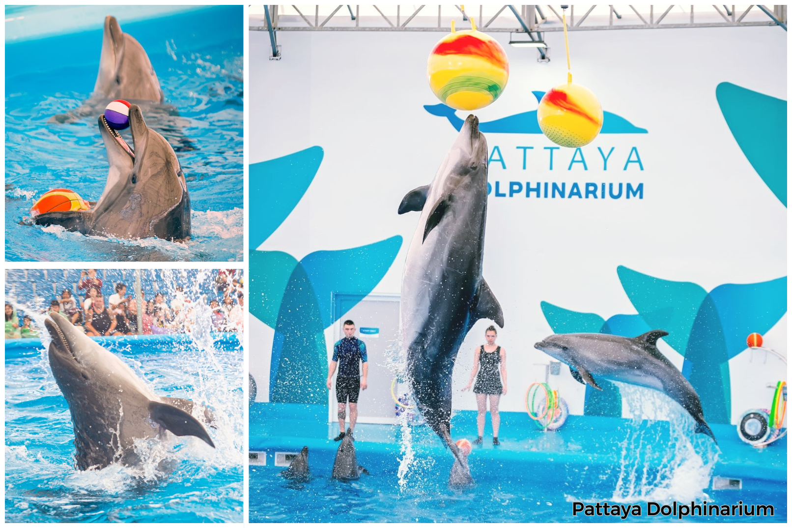 Pattaya Dolphinarium Tickets - Photo 1 of 9