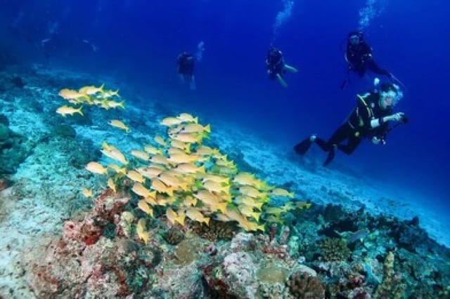 [Phuket Diving Day Trip] 3 Dives at King Cruiser, Shark Point & Koh Dok Mai by Big Boat - Photo 1 of 10