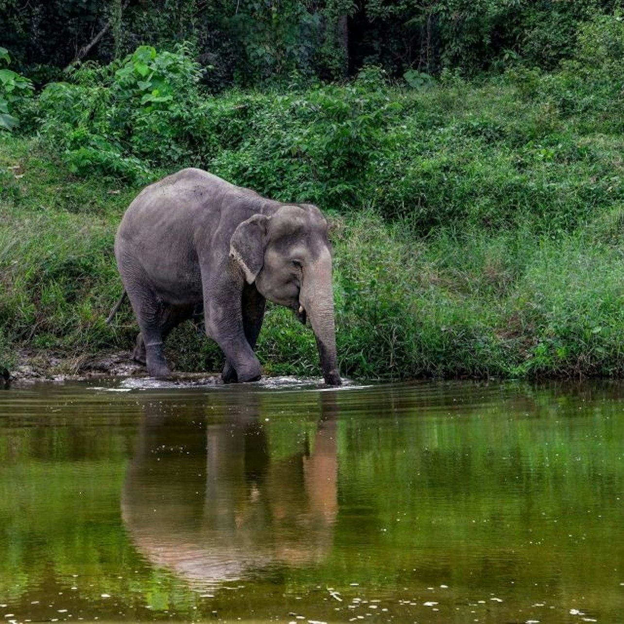 Phuket: Elephant Sanctuary Guided Tour With Transfers - Photo 1 of 13