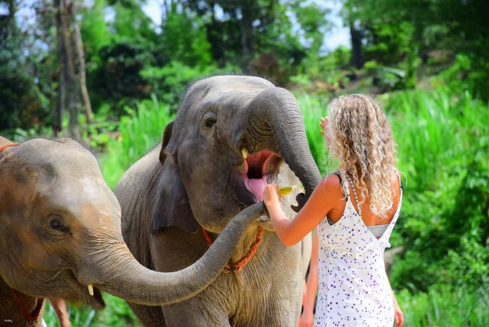 Phuket Elephant Save & Care Program Half-Day Tour | Thailand - Photo 1 of 10