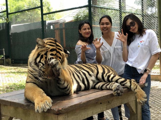 Phuket Tiger Kingdom & Sightseeing Half-Day Tour | Thailand - Photo 1 of 10