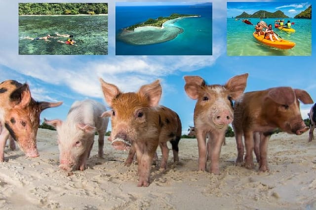  Pig Island Experience By Speed Boat, Snorkeling, Kayaking Relaxing on the Beach - Photo 1 of 14