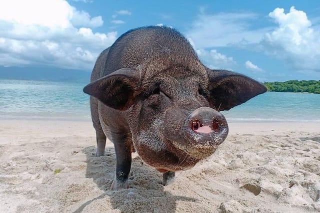 Pig Island & Koh Tan Tour by Speed Boat (Snorkeling & Kayaking) - Photo 1 of 8