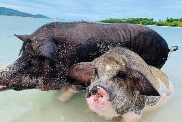 Pig Island Snorkeling & Sightseeing Tour By Speedboat From Koh Samui - Photo 1 of 25