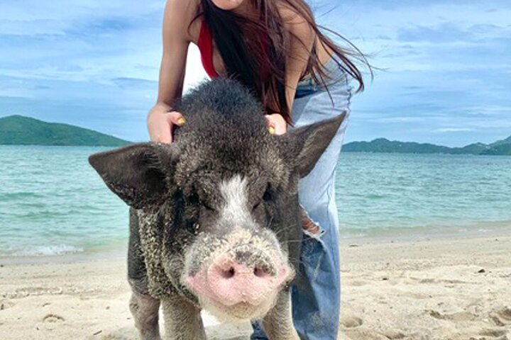 Play and take a nice picture with lovely pigs.