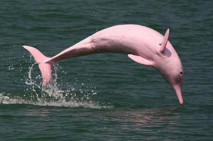 pink dolphins