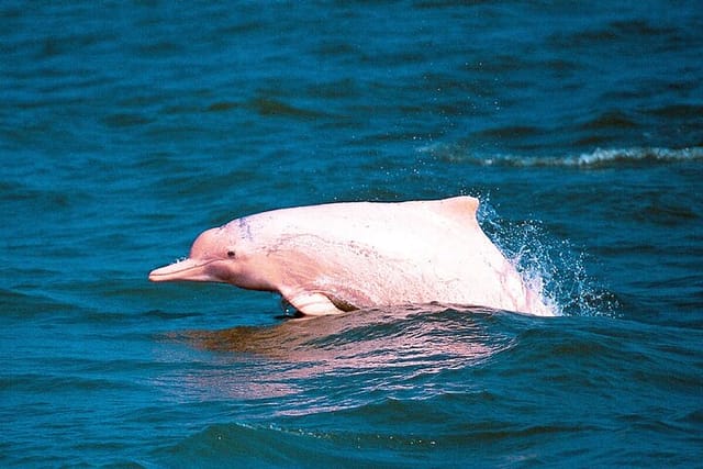 Pink Dolphin Spotting Tour by Speedboat From Koh Samui - Photo 1 of 25