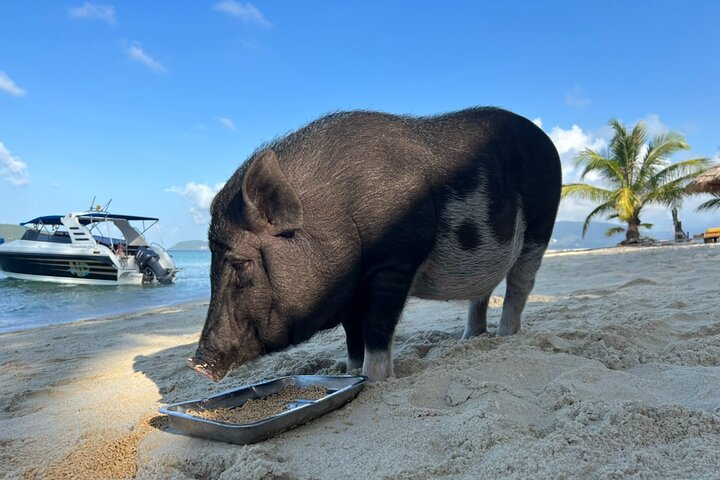 Private Half Day Trip to Pig Island and Koh Tan by Long Tail Boat  - Photo 1 of 10