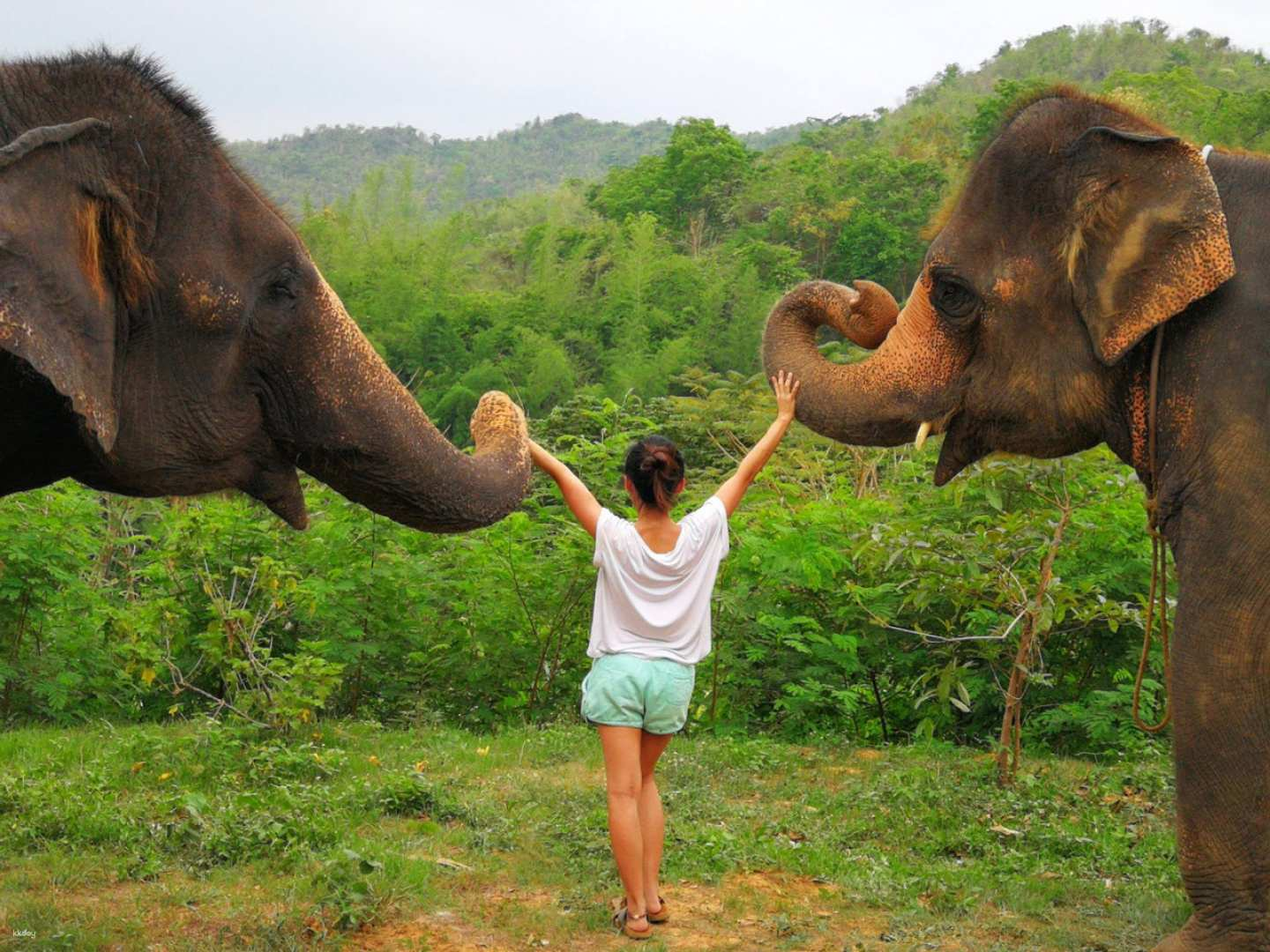 Private Tour | Elephant Conservation Camp + Train Adventure: Elephant Conservation Sanctuary + Tiger Cave Temple + Train Journey through Death Railway + River Kwai Bridge | Thailand - Photo 1 of 10