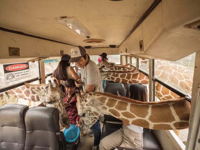 private-tour-kanchanaburi-safari-park-with-wonderland-experience-tour-giraffe-close-interaction-tiger-cave-temple-rainforest-giant-trees-river-kwai-bridge-thailand_1
