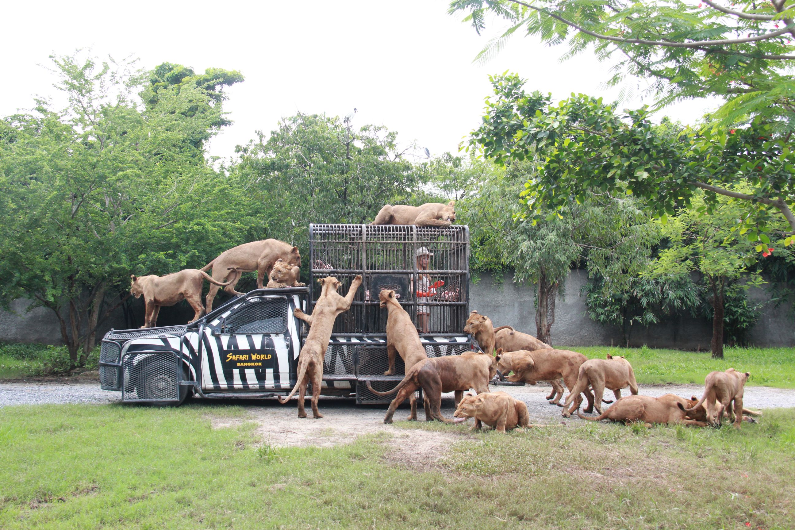 Safari World Bangkok Include Share or Private Transfer - Photo 1 of 10