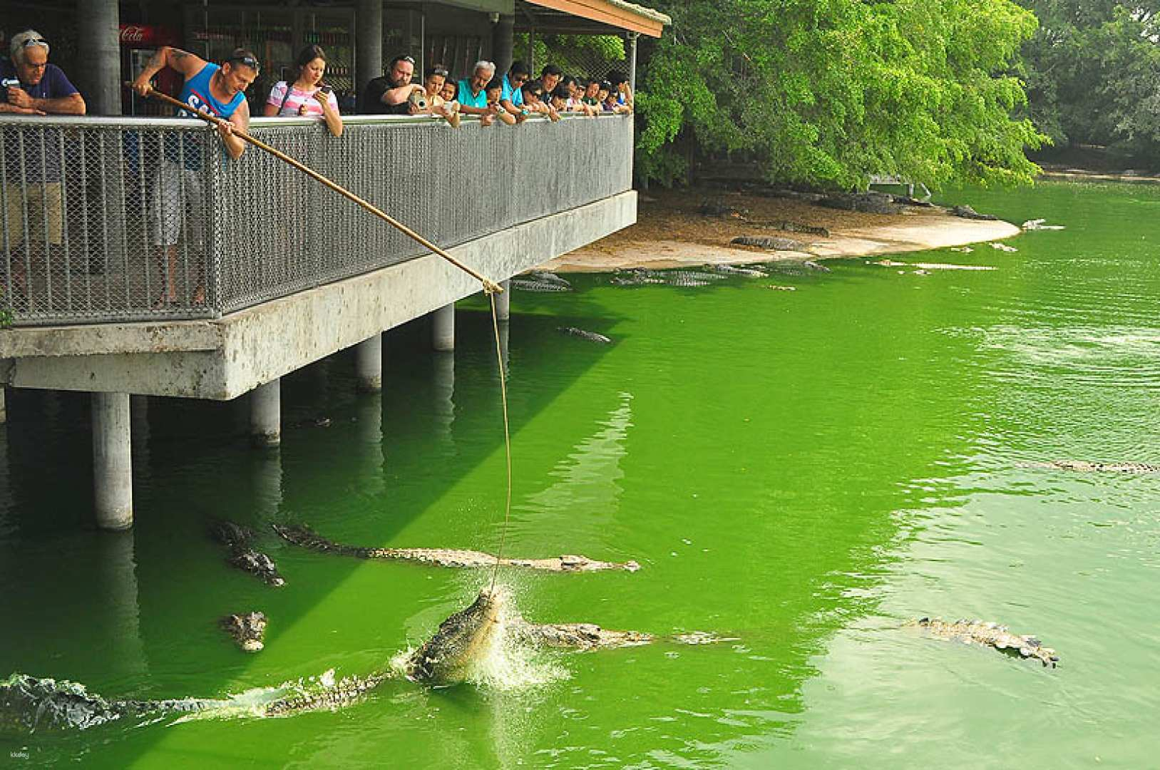 Thailand Pattaya Crocodile Farm + Cave Beach Club Exclusive Half-Day Tour (Available from Bangkok) - Photo 1 of 10