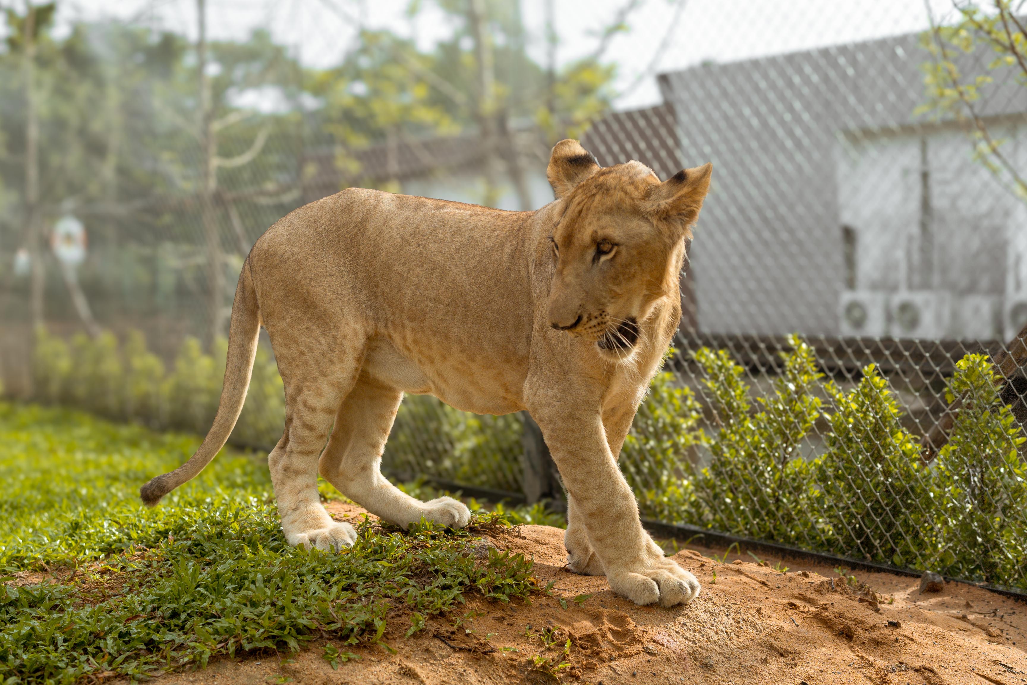 Ticket to Lion Land Experience Phuket - Photo 1 of 13