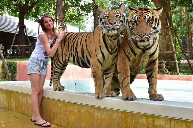 tiger-kingdom-animal-encounter-with-private-transfer-phuket_1