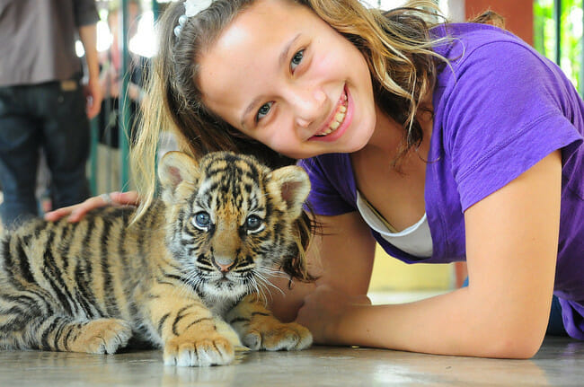 Tiger Kingdom Animal Encounter + Private Transfer in Phuket - Photo 1 of 8