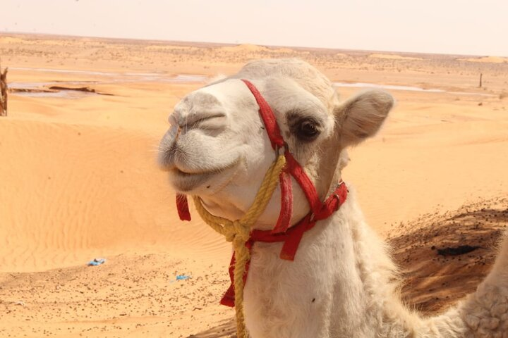  a day in Ksar Ghilane Star Wars Tours departing from Djerba - Photo 1 of 25