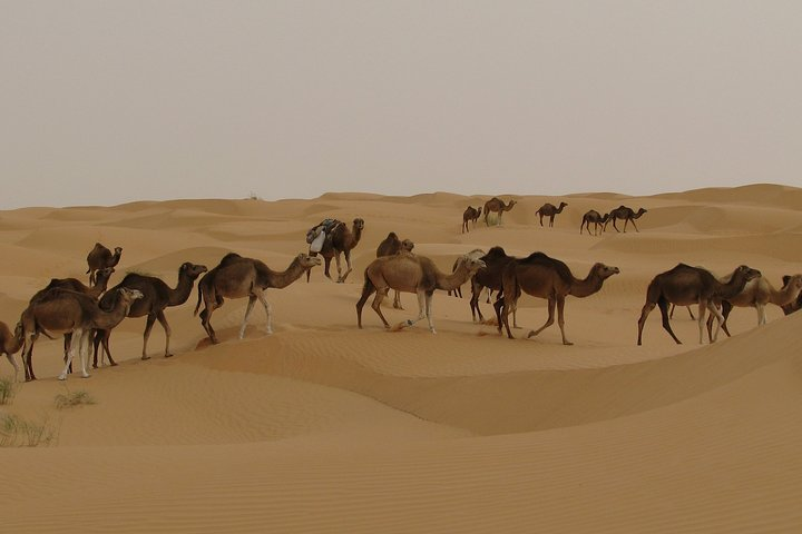  Camel riding Adventure at Great Oriental Erg 7Days/ 6 Nights - Photo 1 of 7