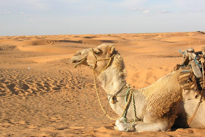 Door of the tunisian desert Ksar Ghilane and Matmata: Full one Day - Photo 1 of 10