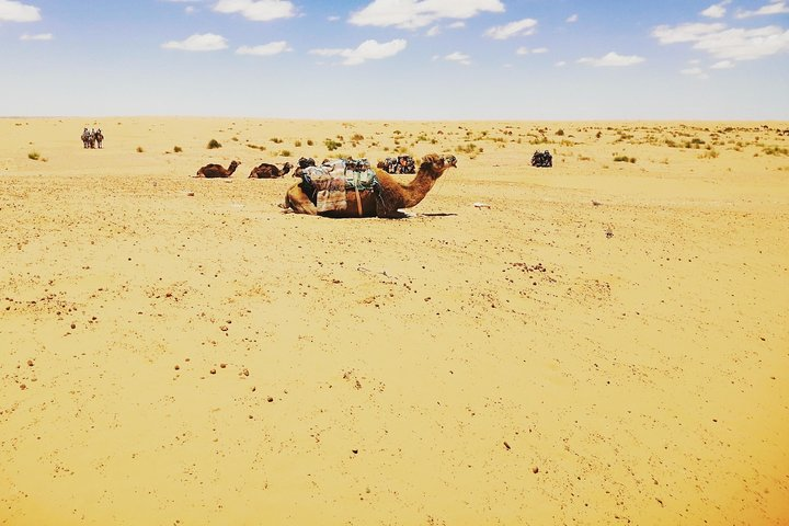 Camels in Ksar Ghilane