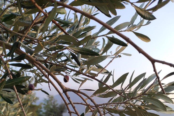 Bodrum Rustic Lunch and Olive Tasting Tour - Photo 1 of 13