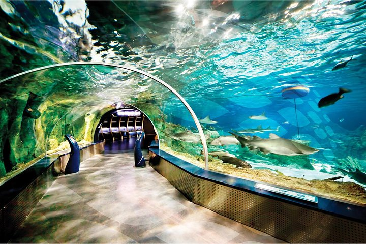 Istanbul Aquarium and Aqua Florya Shopping Mall Tour