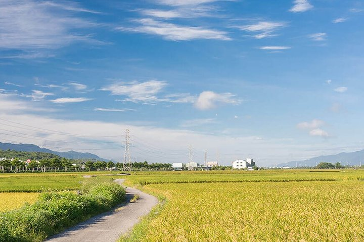 Day 4: Bicycle ride through the rice paddies of the Chishang Bicycle Trail.