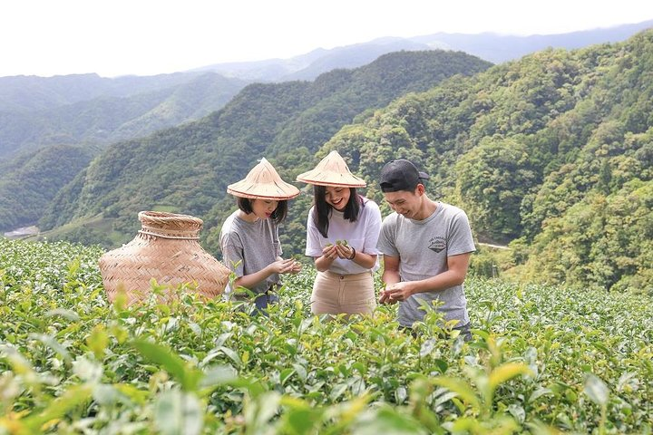 Learning tea from the tea master