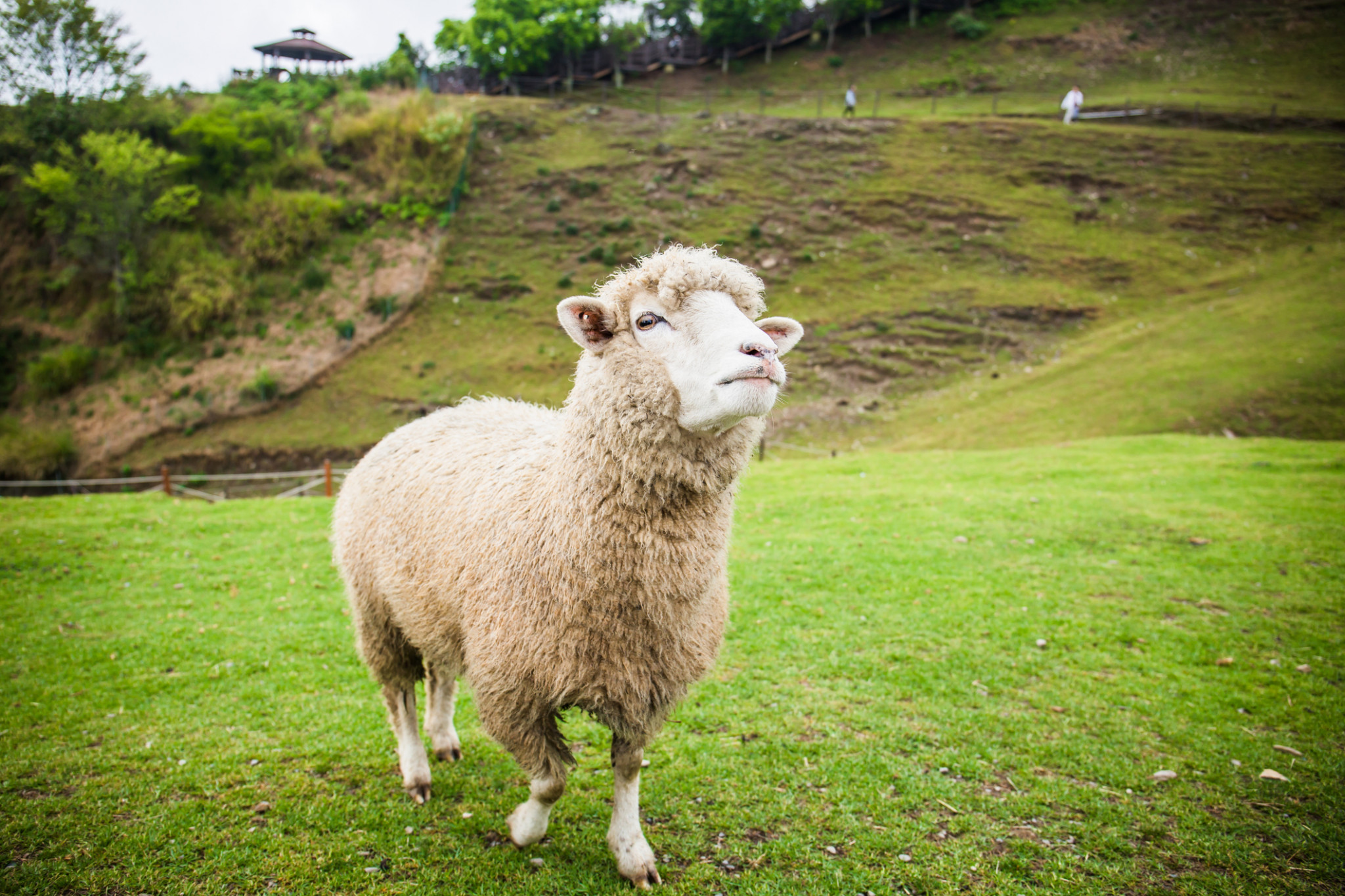 Qingjing Farm Green Green Grassland Tickets - Photo 1 of 12