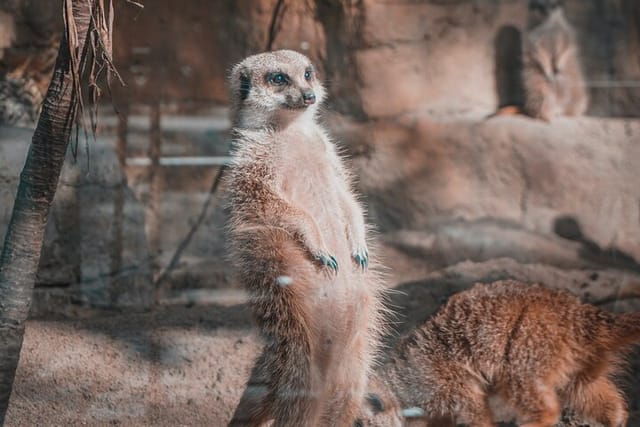 Taipei Zoo and Maokong Gondola tour - Photo 1 of 5