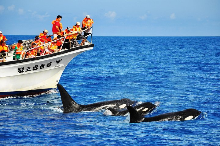 Taiwan Hualien Whale Watching Dolphin - Photo 1 of 7