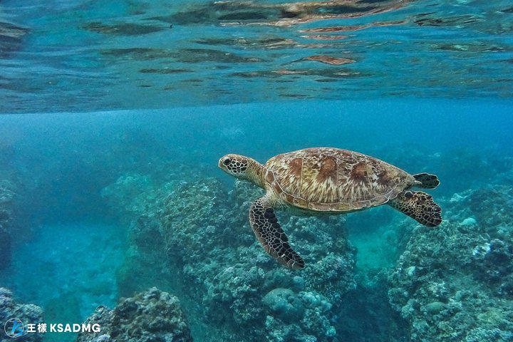 Turtles accompany you, Little Ryukyu canoe snorkeling - Photo 1 of 5