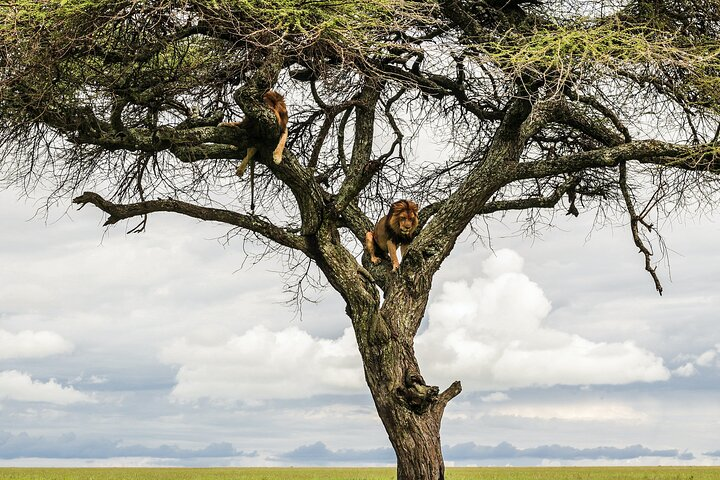 10-Day Predators Tanzania Safari Luxury Package - Photo 1 of 6