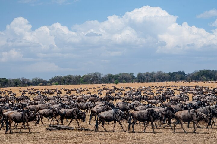 10-Day Serengeti Wildebeest Migration Safari from Arusha - Photo 1 of 6