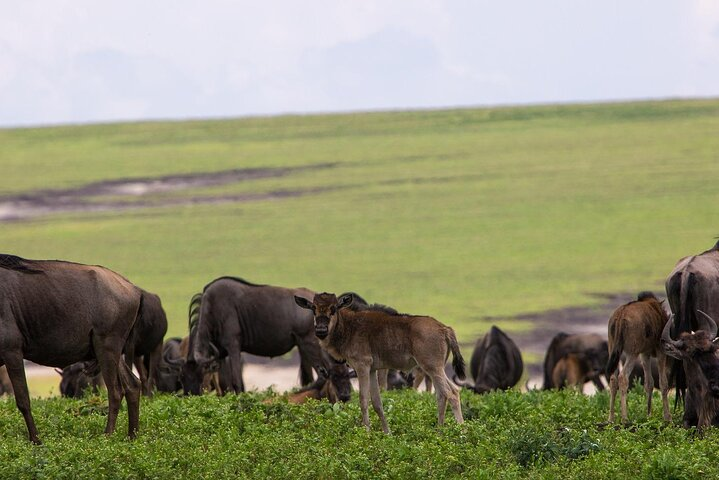 10-Day Wildebeest Migration Calving Safari -All Inclusive - Photo 1 of 5