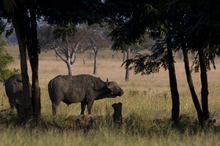 2 Day safari to Mikumi departure from Zanzibar  - Photo 1 of 25