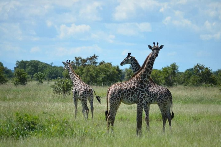 2 Days 1 Night Mikumi National Park from Dar es salaam - Photo 1 of 25