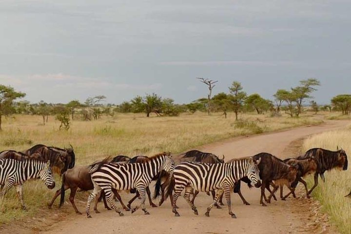 2 Days Africa Safari - Photo 1 of 7