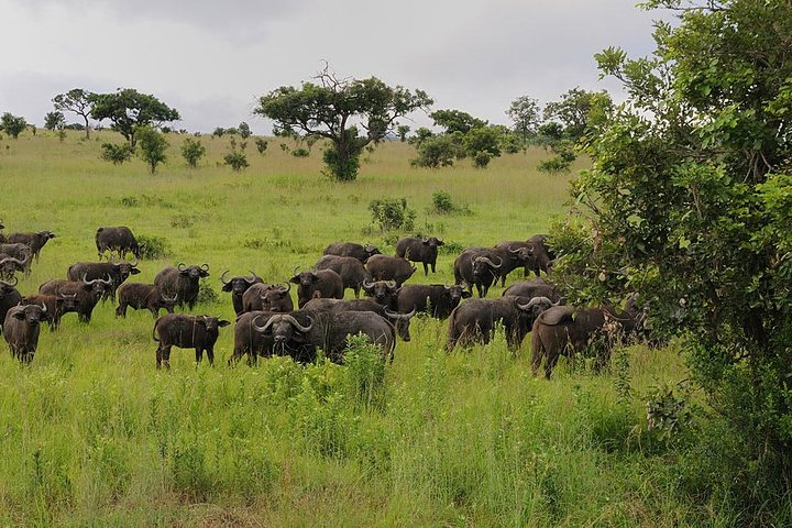 2 Days Saadani National Park From Zanzibar - Photo 1 of 10